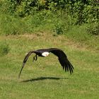 Weißkopfseeadler Nemo