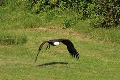 Weißkopfseeadler Nemo