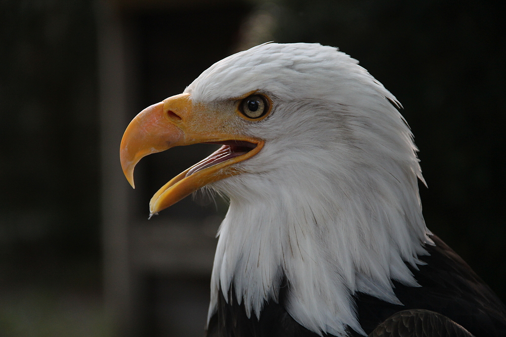 Weißkopfseeadler Nemo im Wildpark Schloß Tambach.