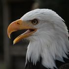 Weißkopfseeadler Nemo im Wildpark Schloß Tambach.