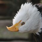 Weißkopfseeadler Nemo im Wildpark Schloß Tambach,