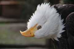 Weißkopfseeadler Nemo im Wildpark Schloß Tambach,