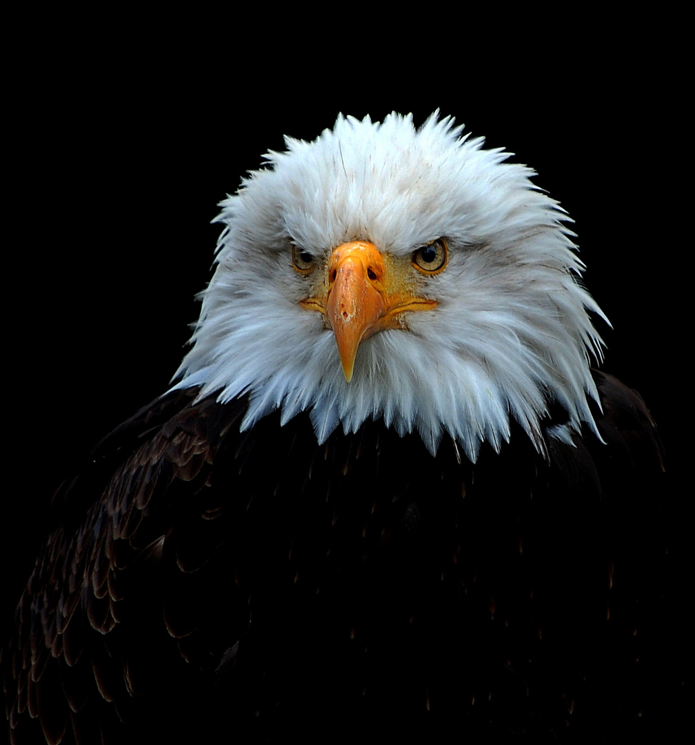 Weißkopfseeadler Nr. 3