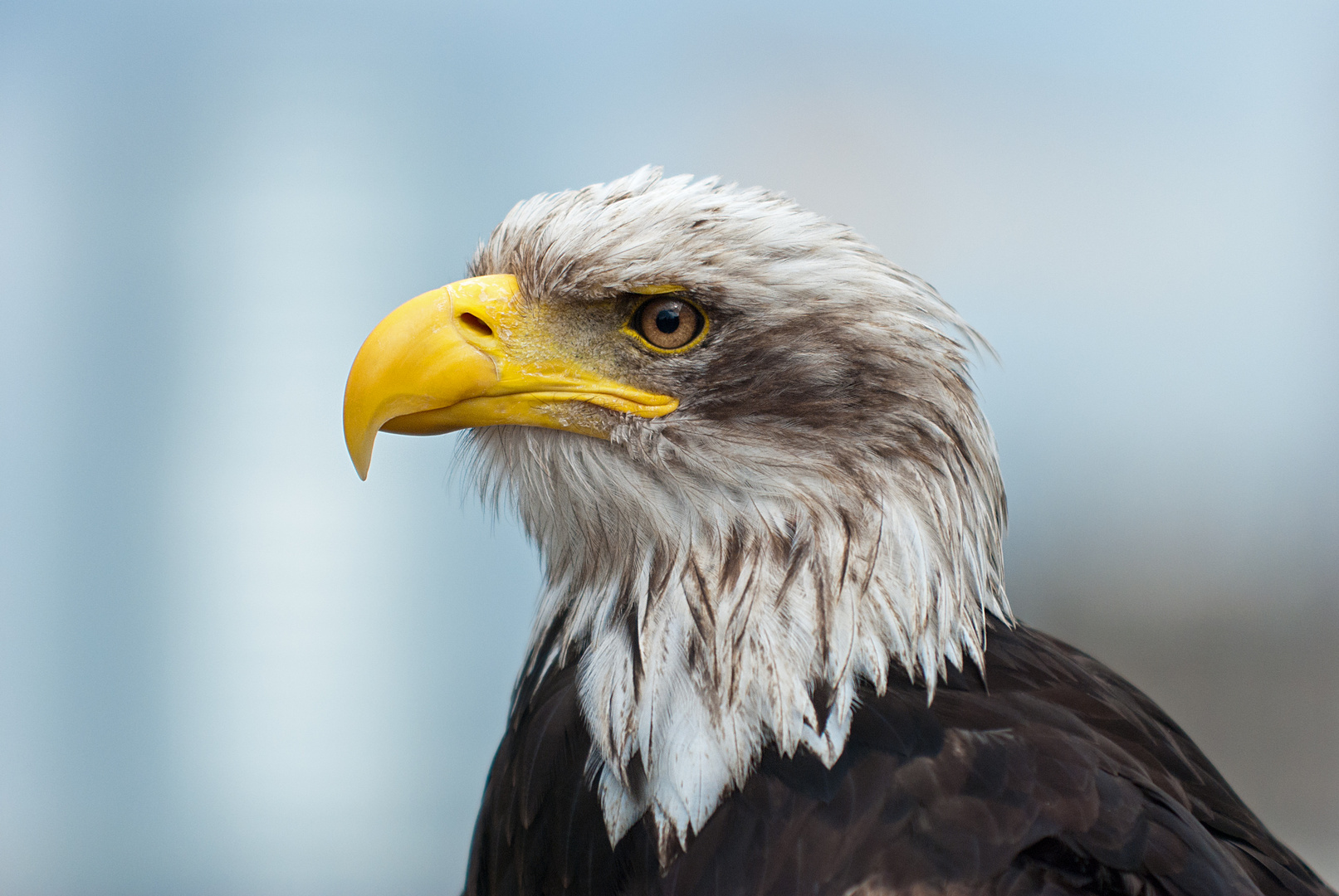 Weißkopfseeadler oder auch amerikanisches Wappentier