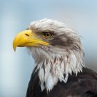 Weißkopfseeadler oder auch amerikanisches Wappentier