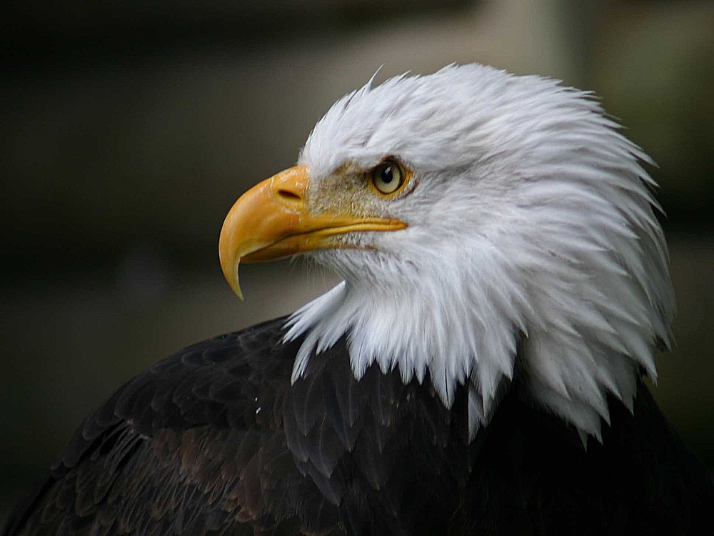 Weißkopfseeadler ohne Rahmen