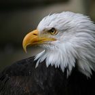 Weißkopfseeadler ohne Rahmen