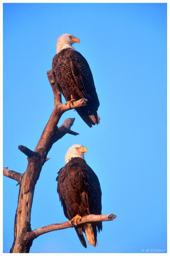 . Weißkopfseeadler-Paar - ( Wildlife Florida )