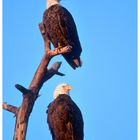 . Weißkopfseeadler-Paar - ( Wildlife Florida )