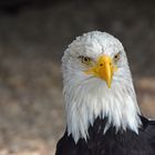 Weißkopfseeadler Part I