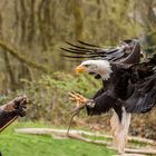 Weißkopfseeadler Phönix