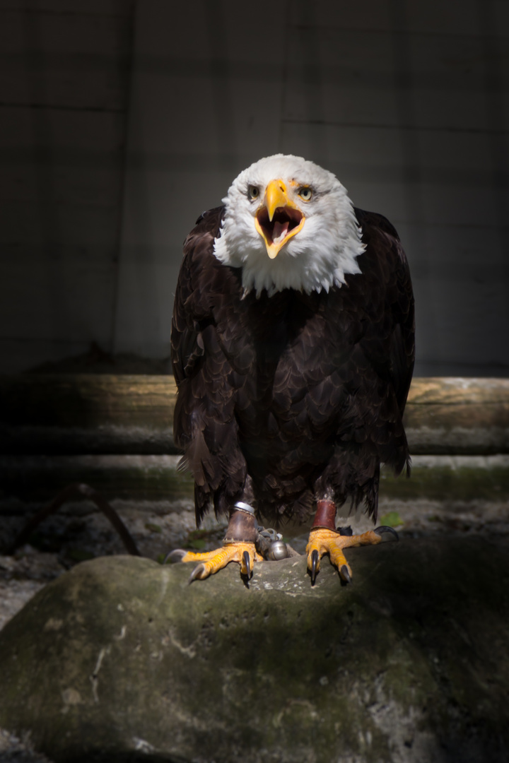 Weißkopfseeadler Poing