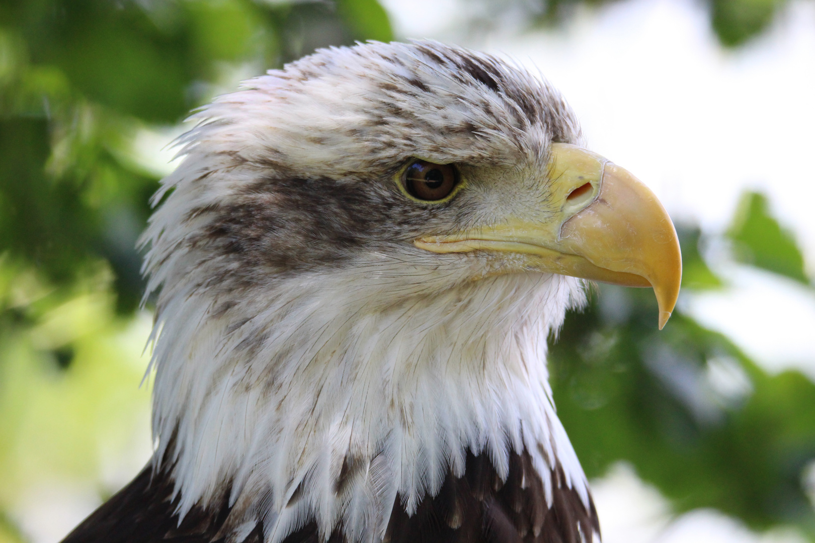 Weißkopfseeadler, Porträt