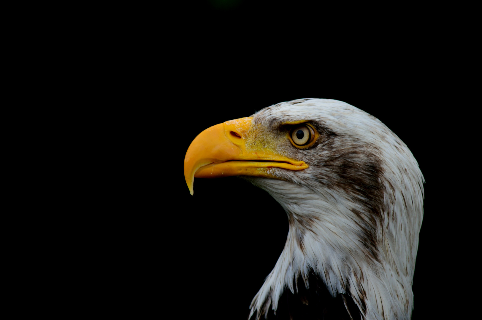 Weisskopfseeadler - Porträt