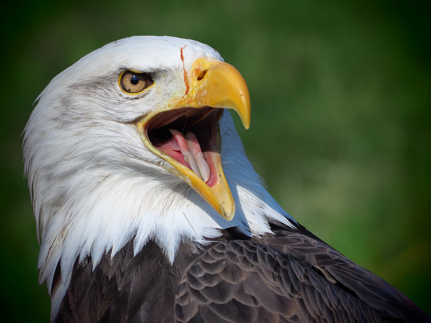 Weißkopfseeadler-Porträt