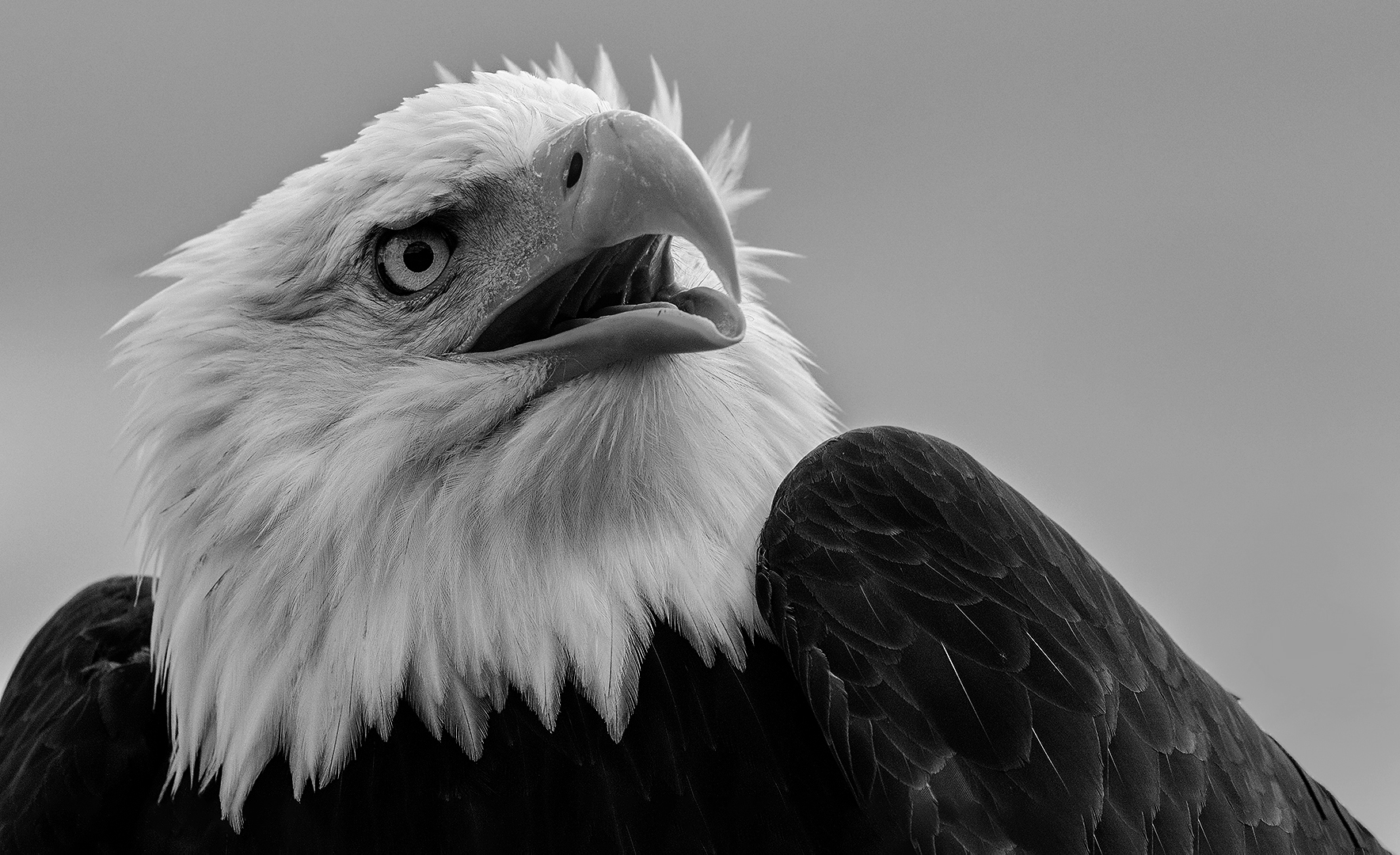 Weißkopfseeadler-Portrait 001