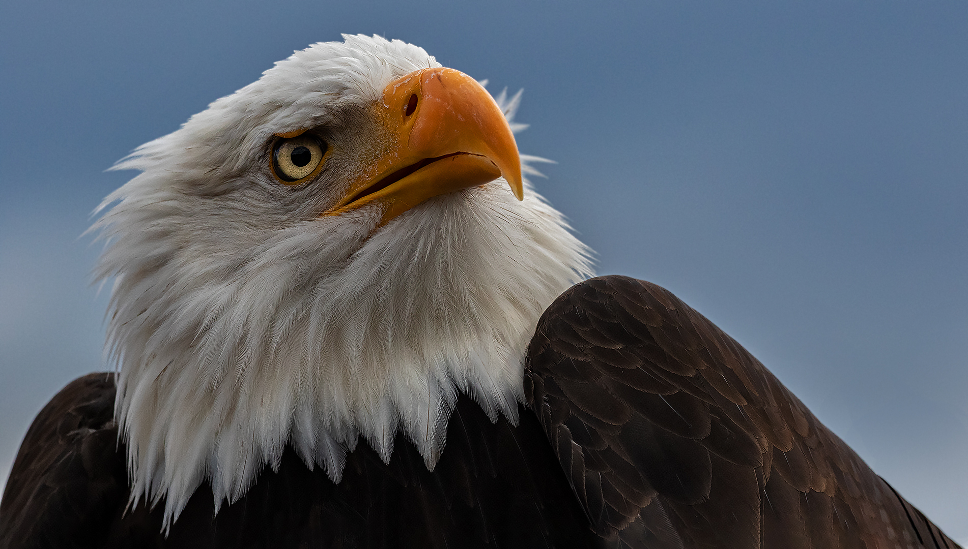 Weißkopfseeadler-Portrait 001