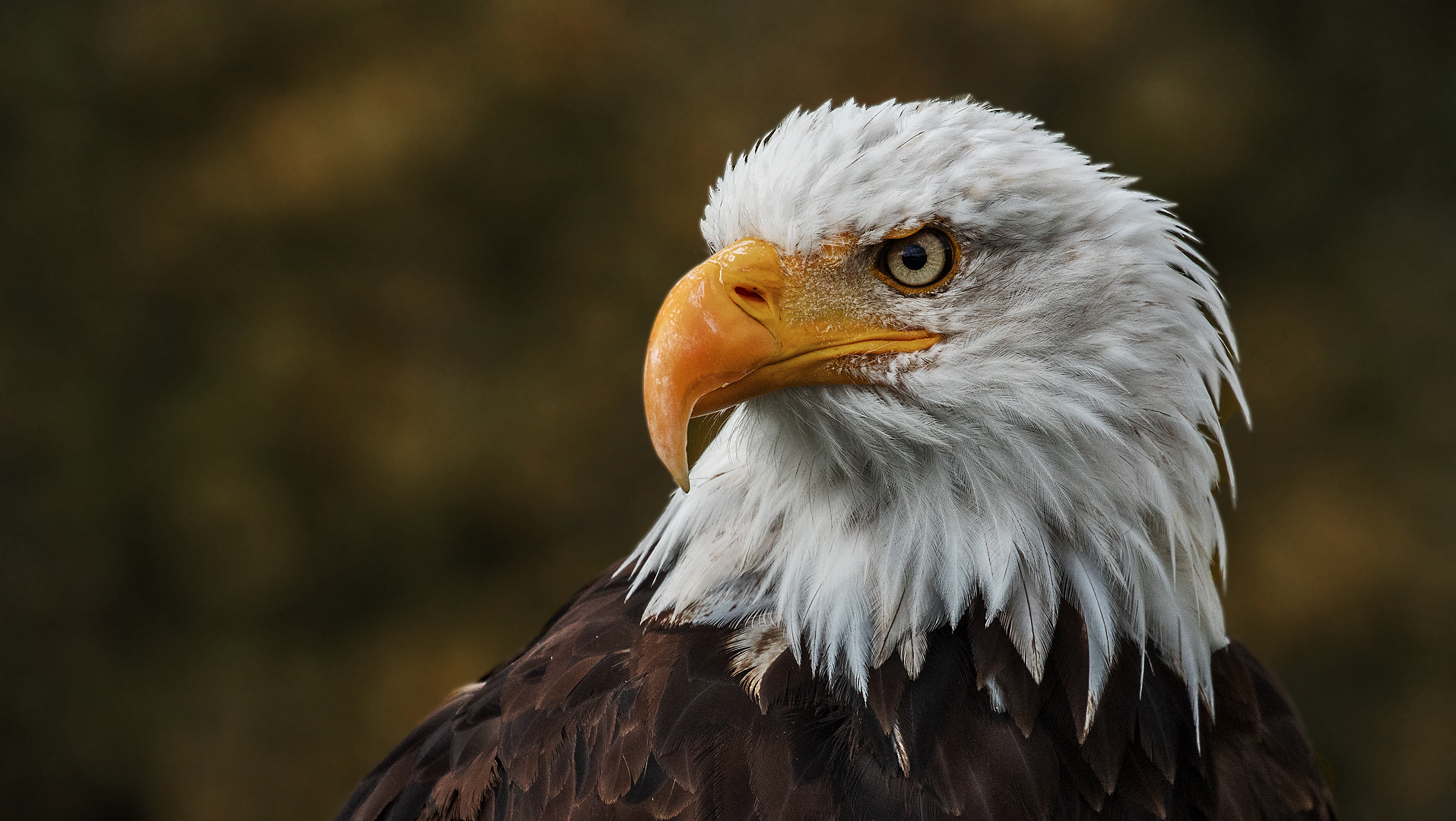 Weißkopfseeadler-Portrait 001