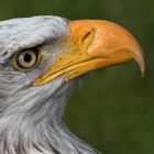 Weißkopfseeadler-Portrait 001