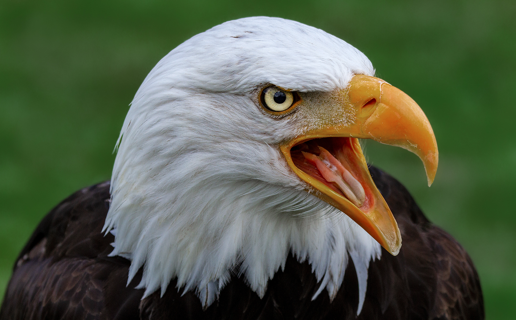 Weißkopfseeadler-Portrait 001