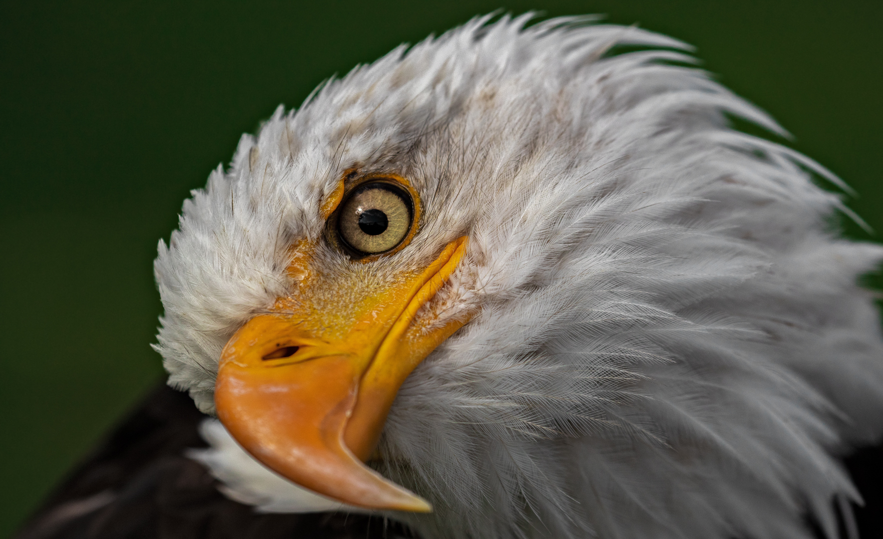 Weißkopfseeadler Portrait 001