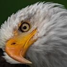 Weißkopfseeadler Portrait 001