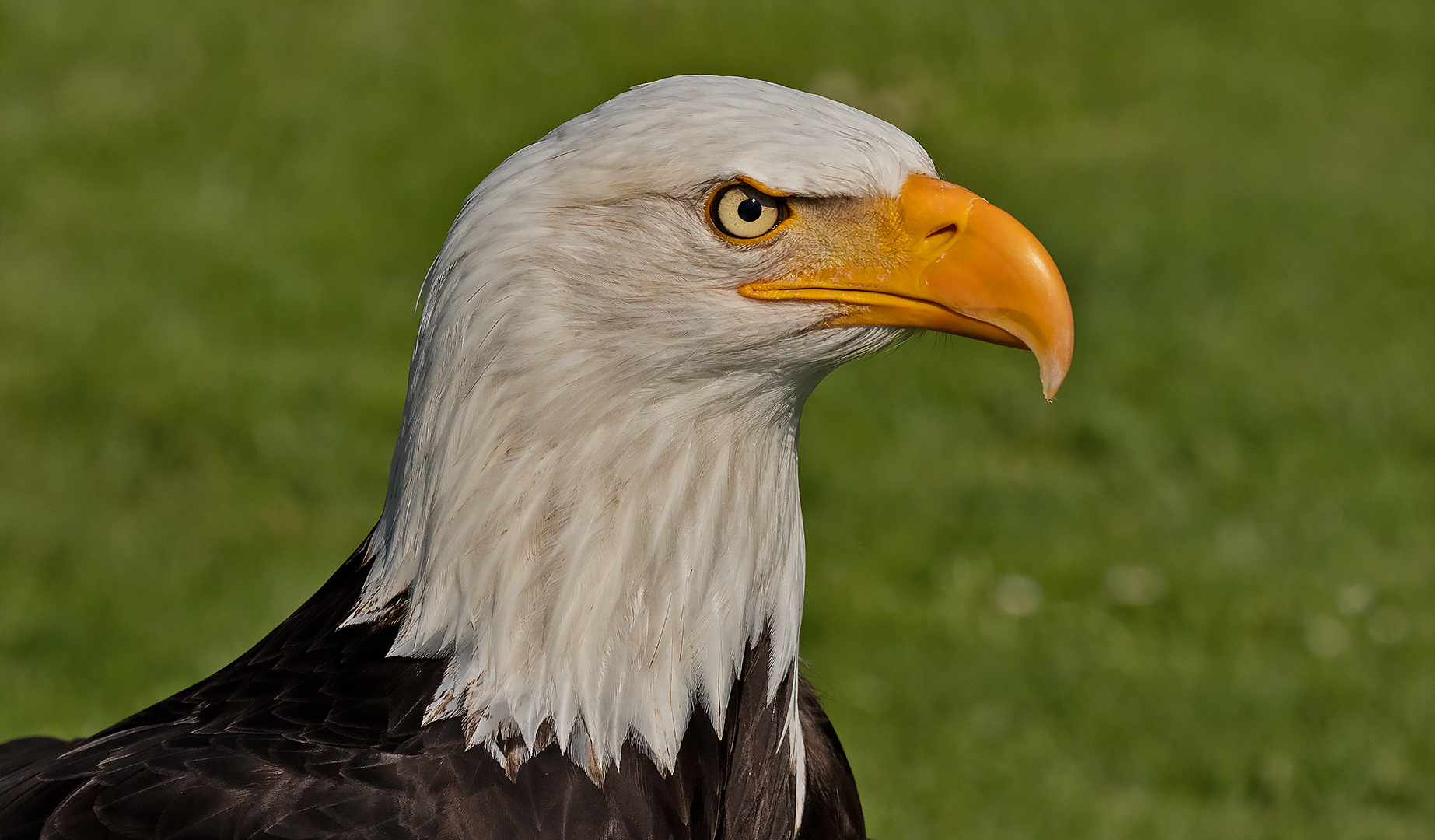 Weißkopfseeadler-Portrait 001