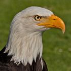 Weißkopfseeadler-Portrait 001