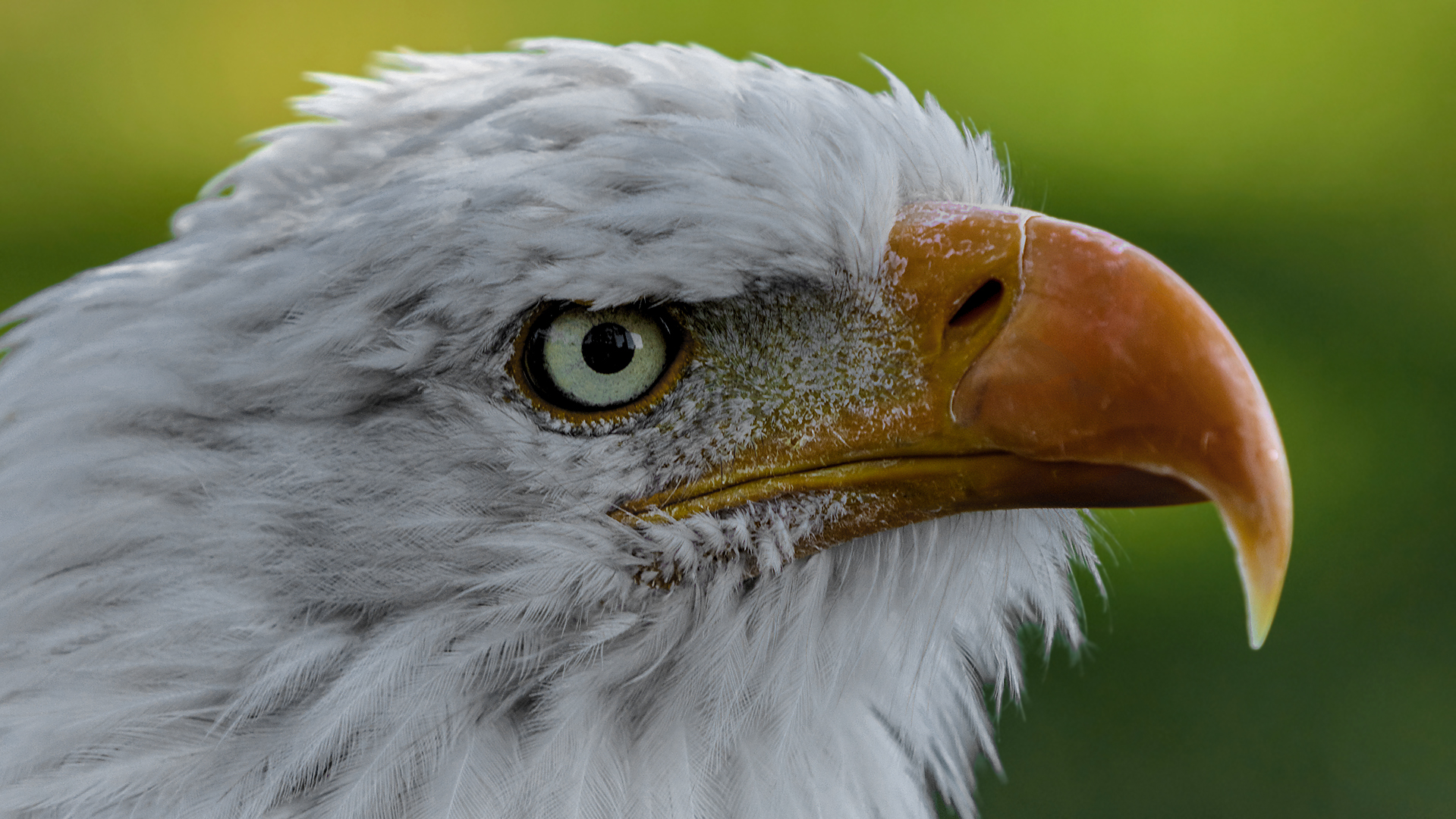 Weißkopfseeadler-Portrait 002