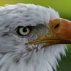 Weißkopfseeadler-Portrait 002