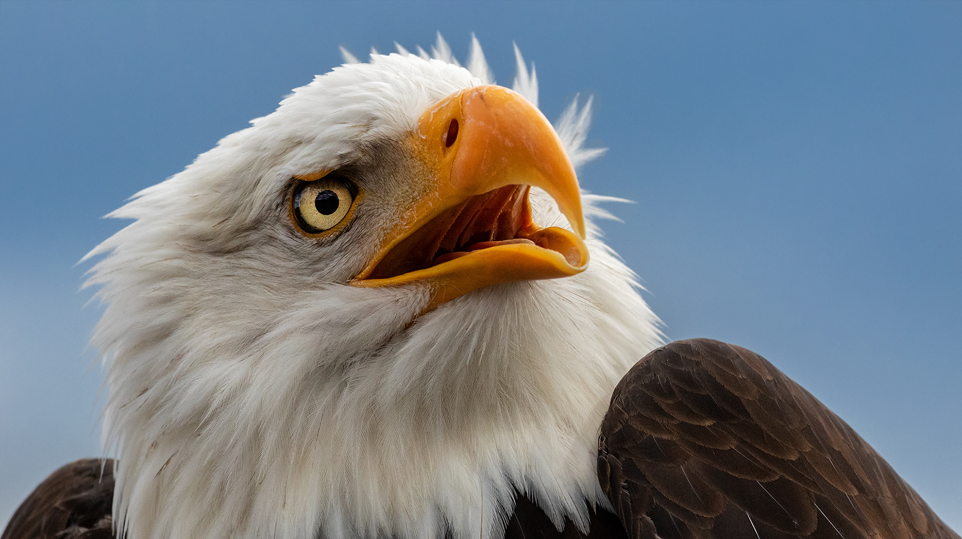 Weißkopfseeadler-Portrait 002 