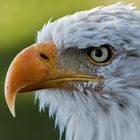 Weißkopfseeadler-Portrait 002