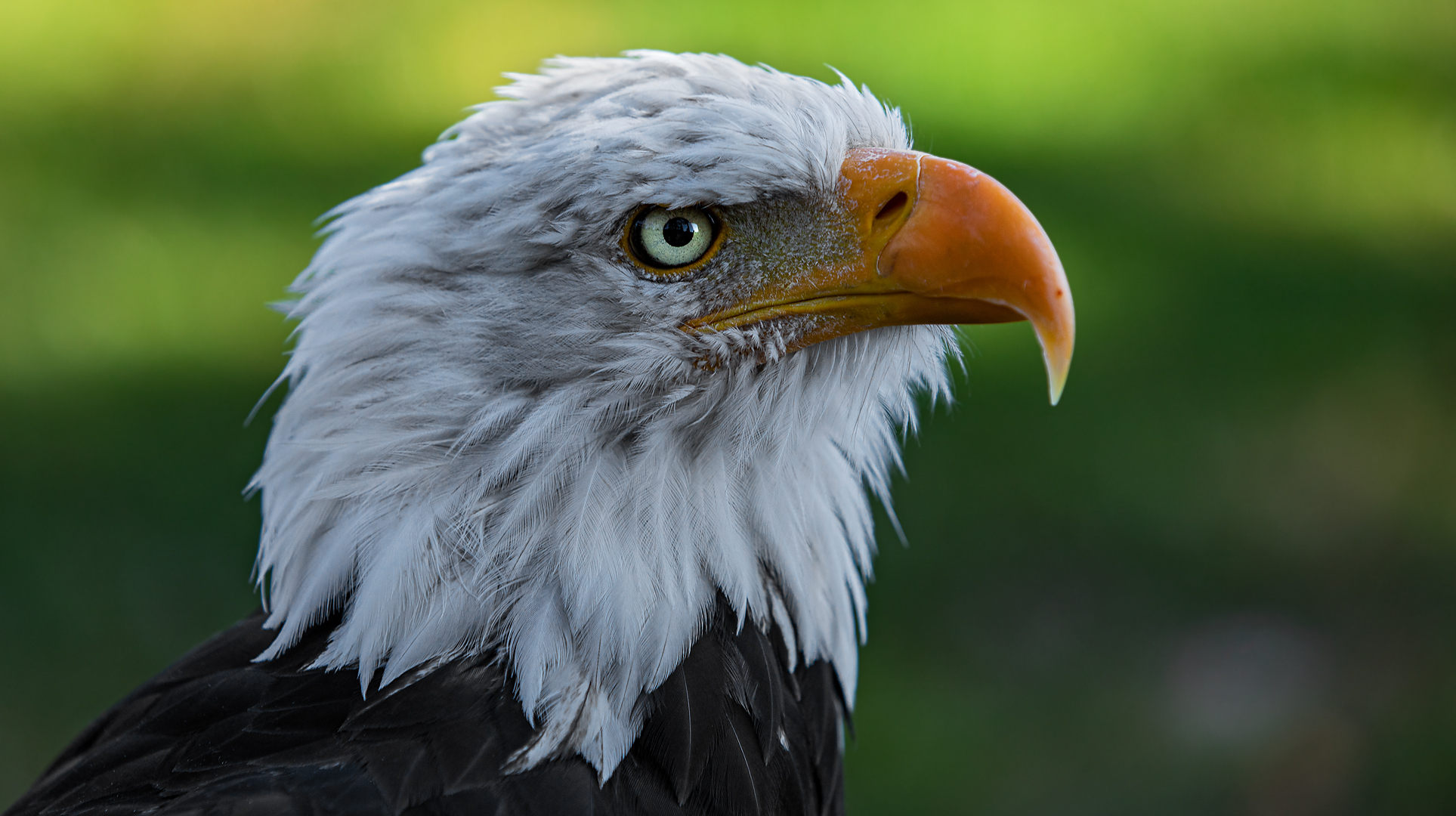 Weißkopfseeadler-Portrait 003