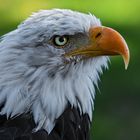 Weißkopfseeadler-Portrait 003