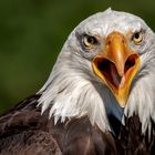 Weißkopfseeadler-Portrait  004 