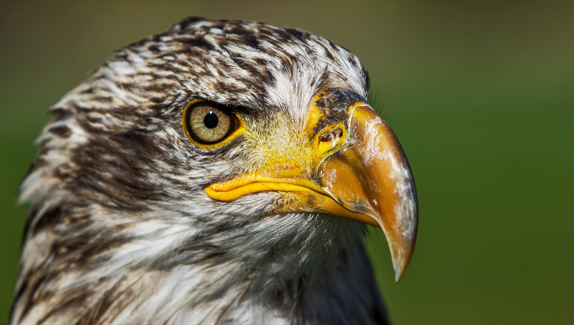 Weißkopfseeadler-Portrait 004