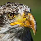 Weißkopfseeadler-Portrait 004