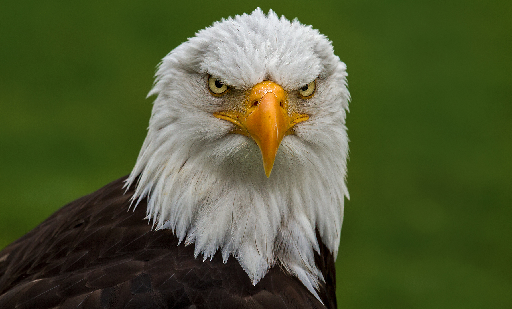 Weißkopfseeadler-Portrait 004