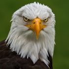 Weißkopfseeadler-Portrait 004