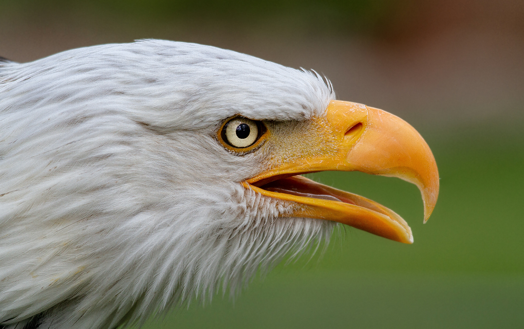 Weißkopfseeadler-Portrait 006