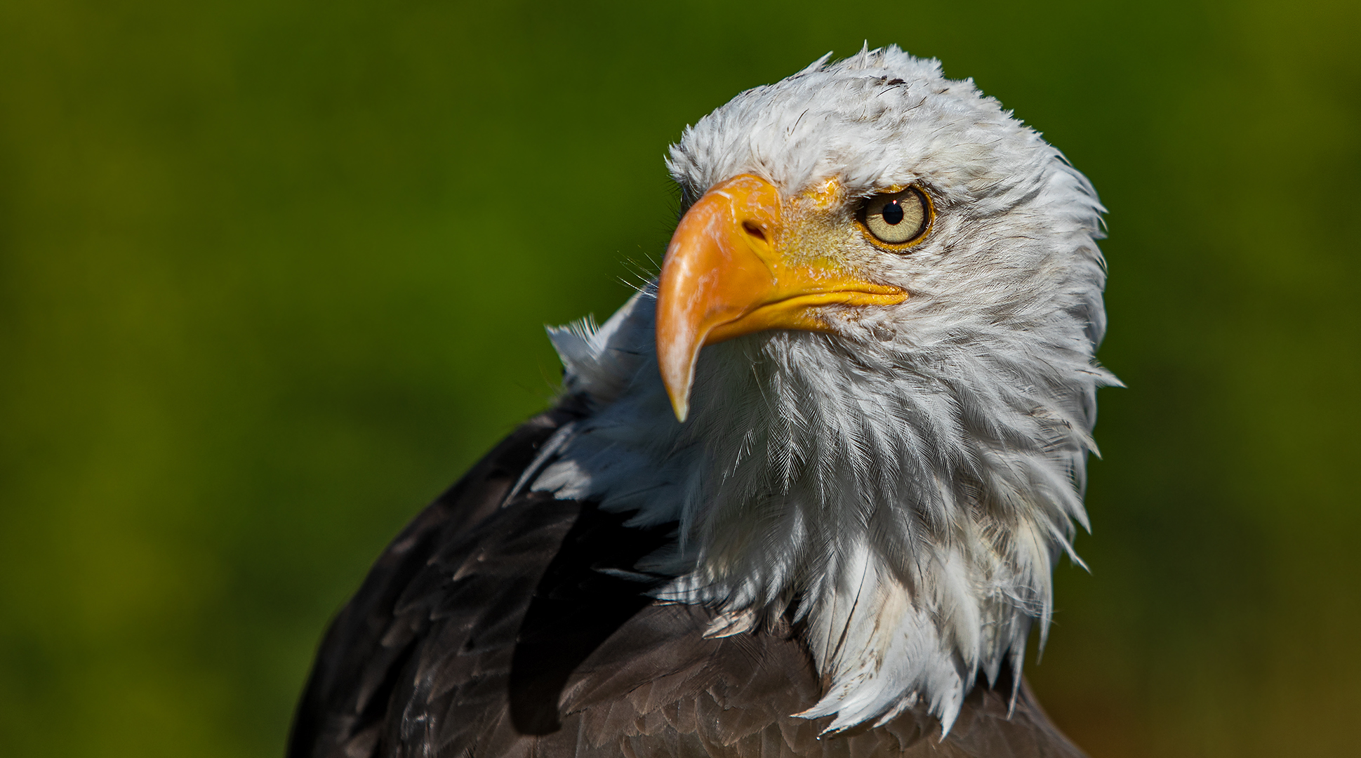 Weißkopfseeadler-Portrait 006