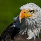 Weißkopfseeadler-Portrait 006