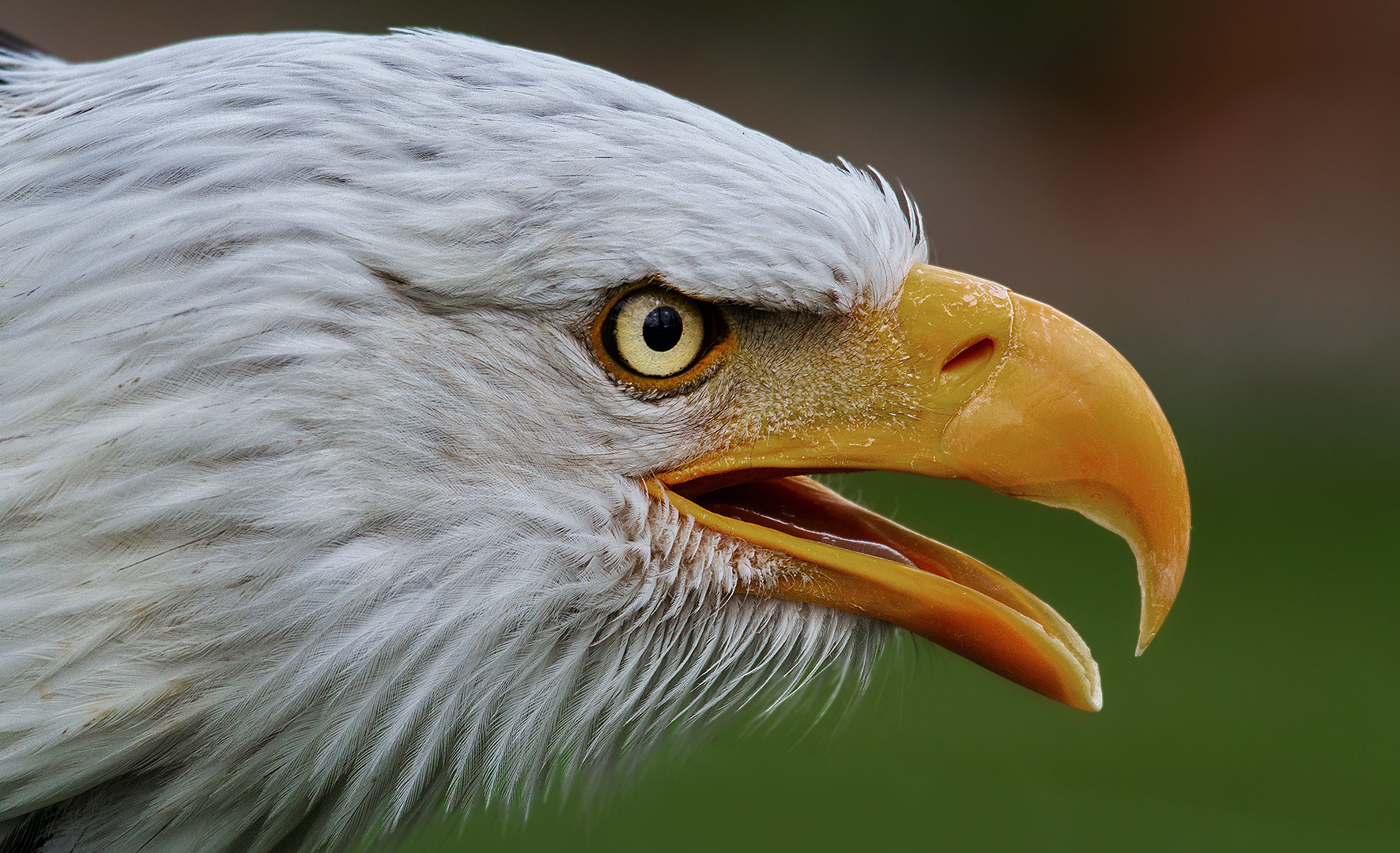 Weißkopfseeadler-Portrait 007 