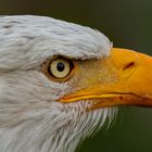 Weißkopfseeadler-Portrait 010 