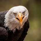 Weißkopfseeadler Portrait