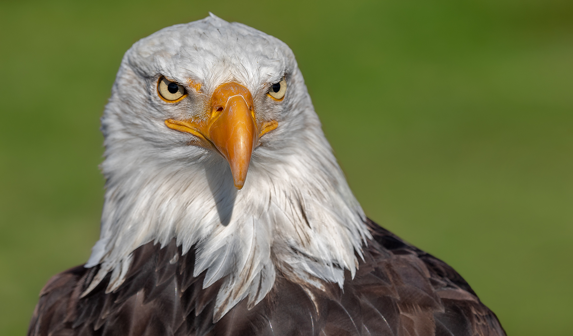 Weißkopfseeadler-Portrait  011 