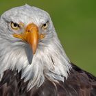 Weißkopfseeadler-Portrait  011 