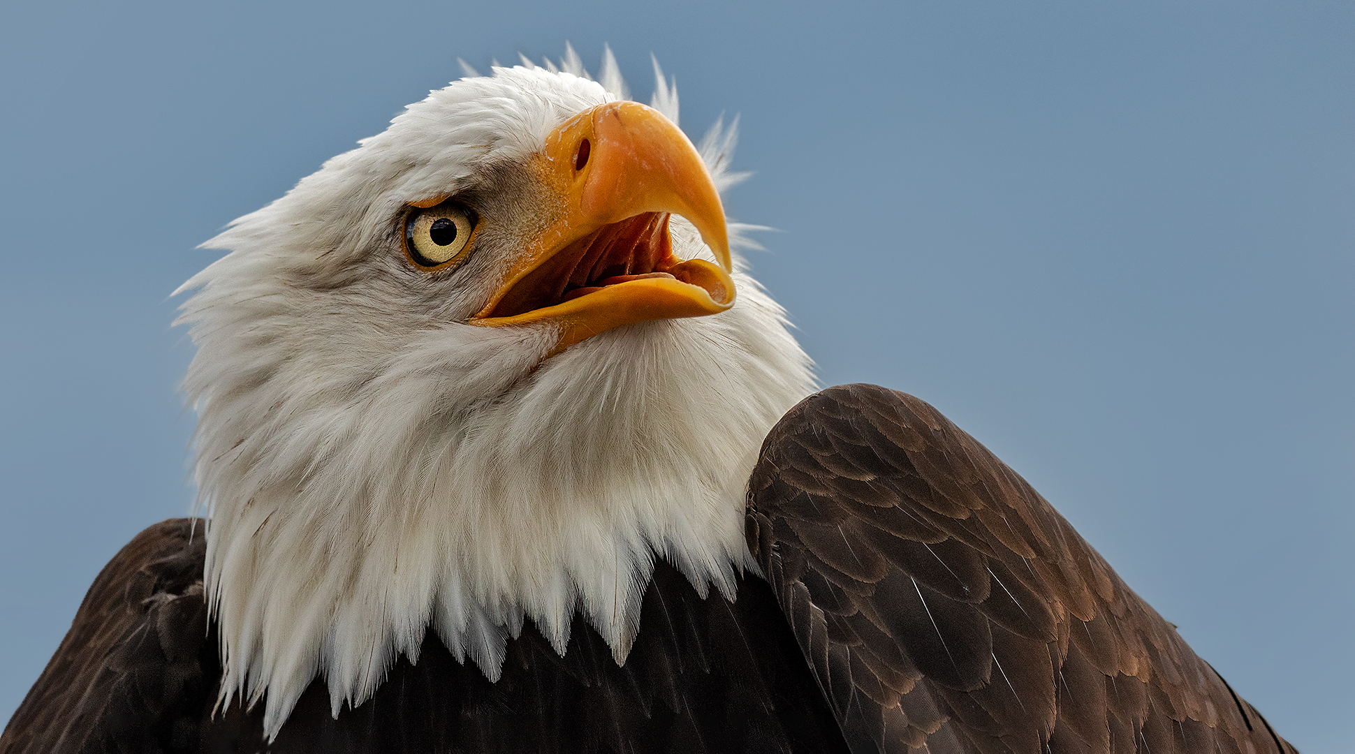 Weißkopfseeadler-Portrait  013 