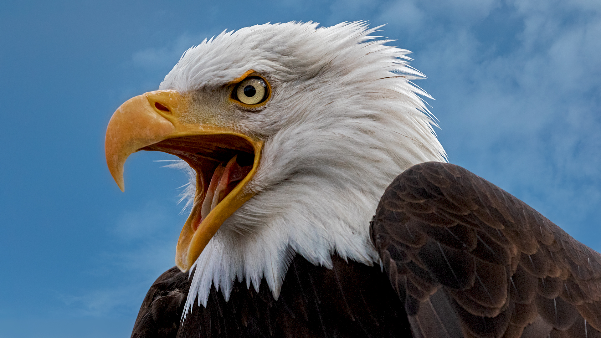 Weißkopfseeadler-Portrait 014 