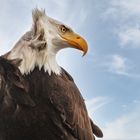 Weißkopfseeadler-Portrait 017